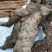 野生土茯苓