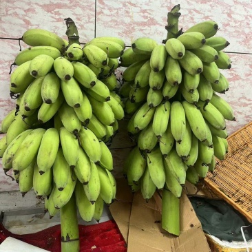 绿皮小米蕉支持一件代发