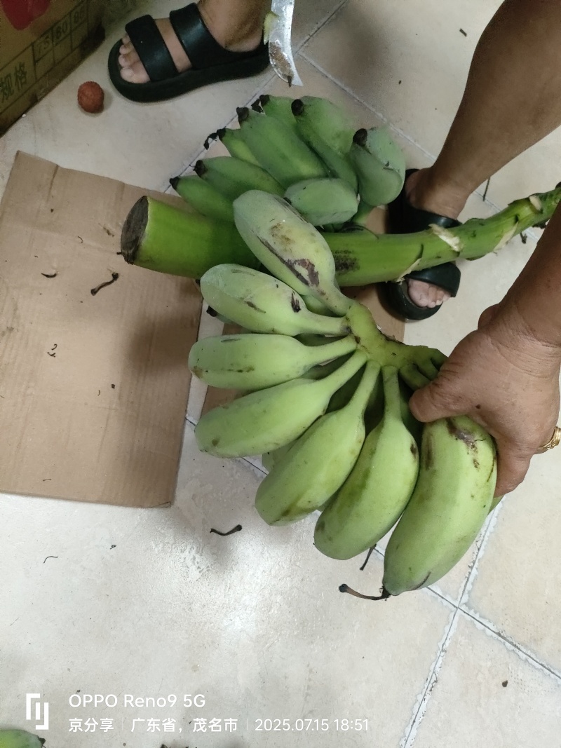 绿皮小米蕉支持一件代发
