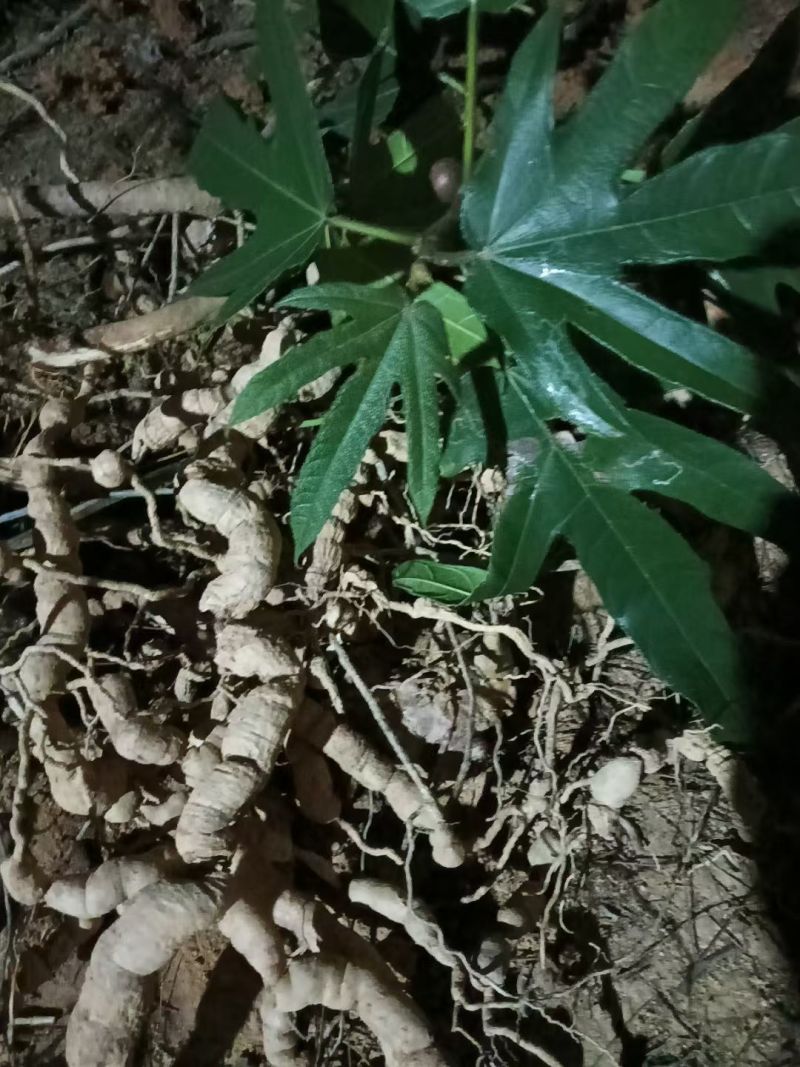 新鲜五指毛桃