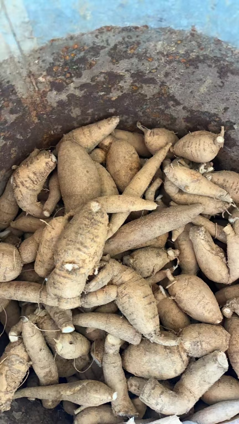野生牛大力蛋