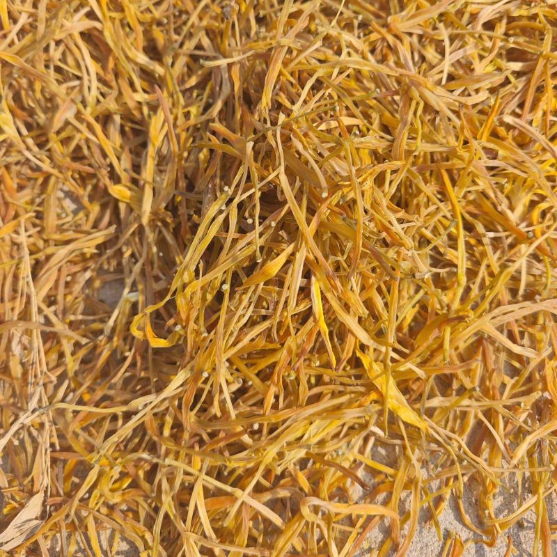 特级黄花菜传统蒸煮日光晒干原菜无硫