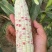 花年玉米