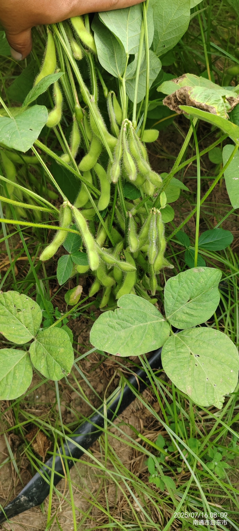 启东毛豆