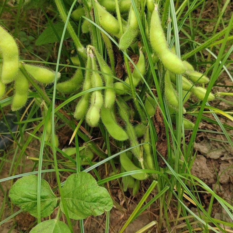 启东毛豆