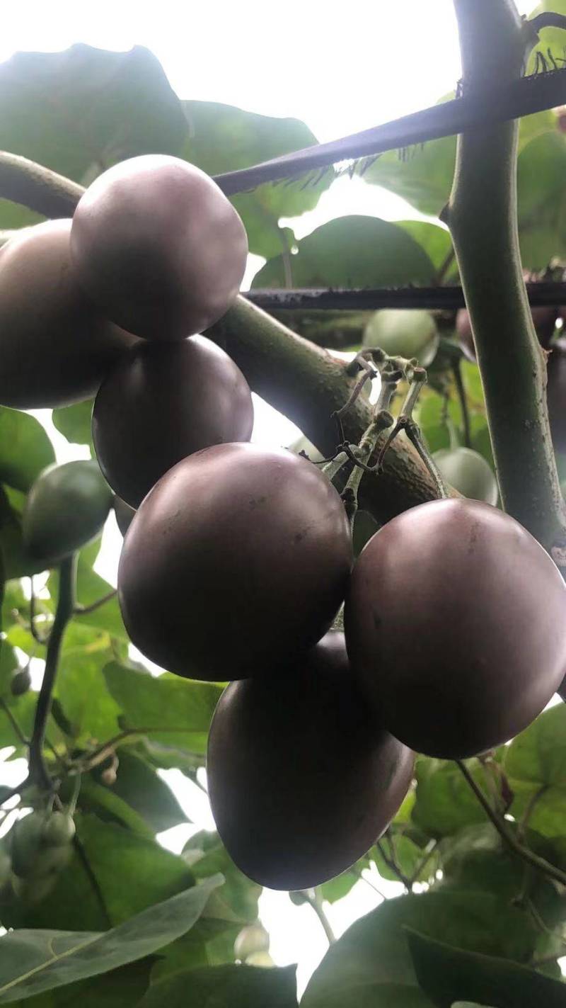 云南树番茄，品质好，市场前景广。酸甜可口