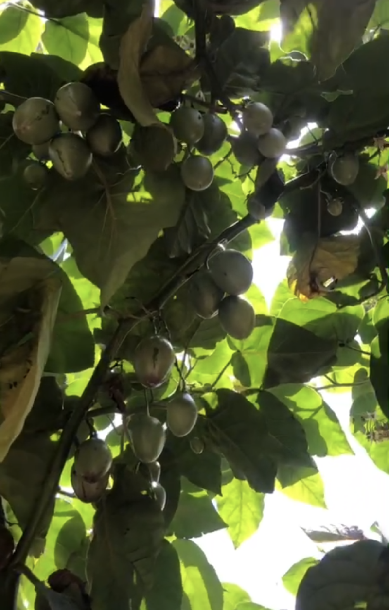 云南树番茄，品质好，市场前景广。酸甜可口