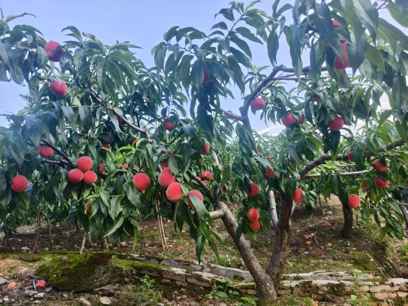 高山白花