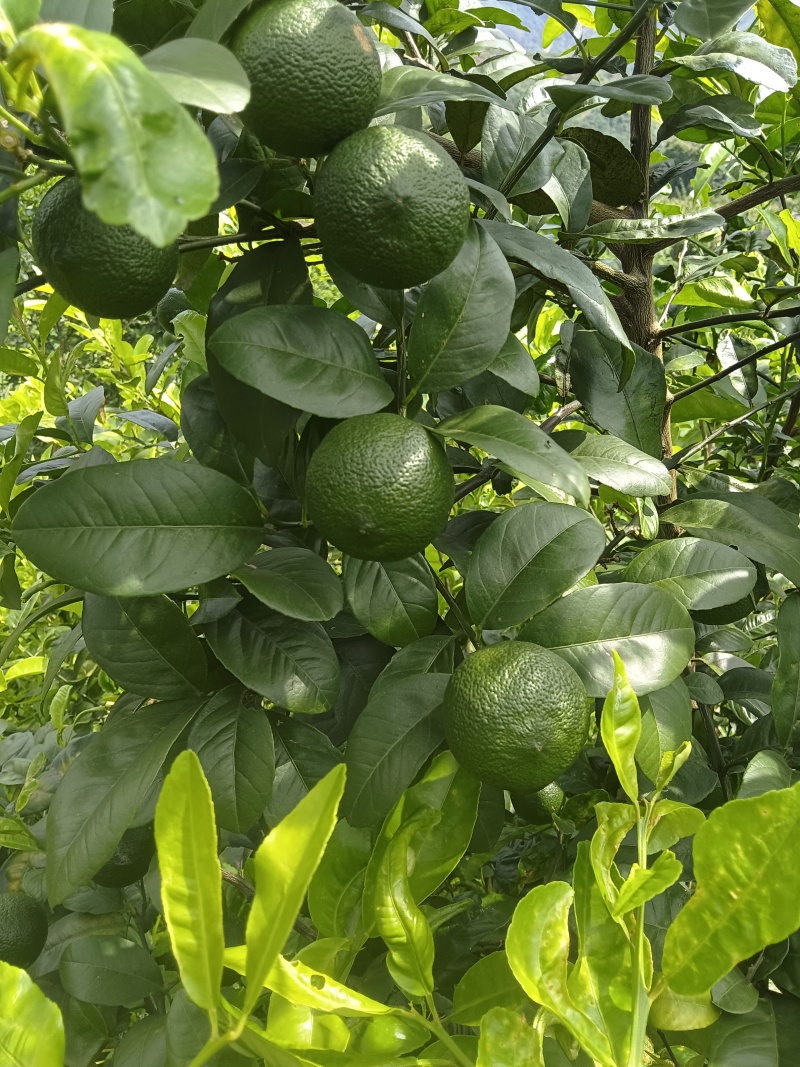 云南河口县老范寨小青柠檬