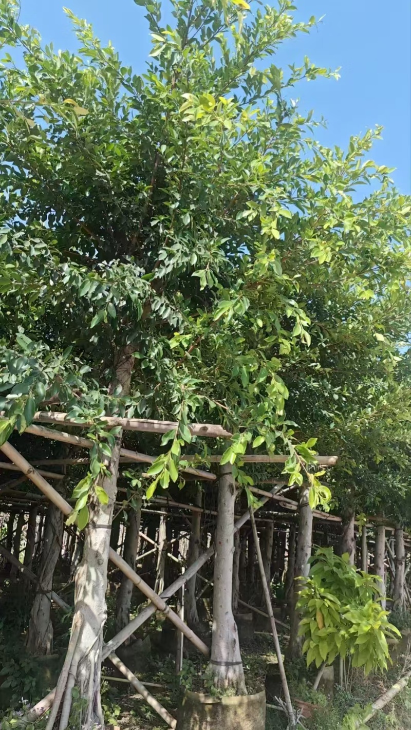 小叶榕绿化苗榕树细叶榕自家基地直供量大优惠