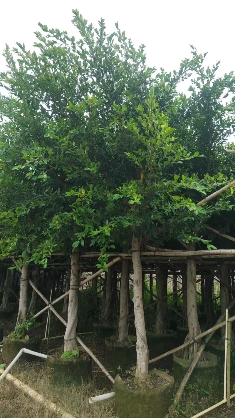 小叶榕绿化苗榕树细叶榕自家基地直供量大优惠