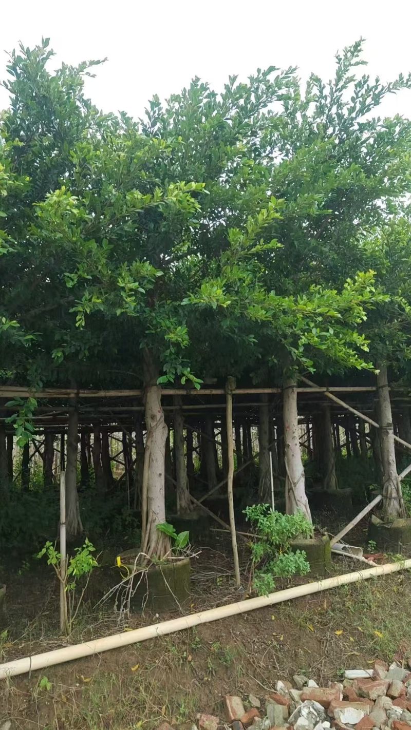 小叶榕绿化苗榕树细叶榕自家基地直供量大优惠