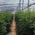 纯原料遮阳网抗老化