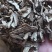 无硫当归头碎片，