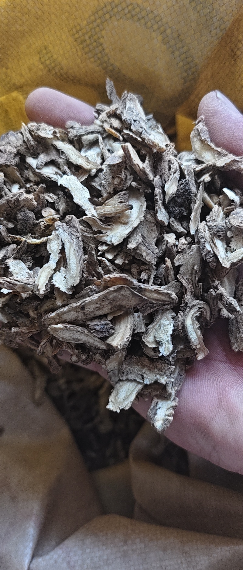 无硫当归头碎片，