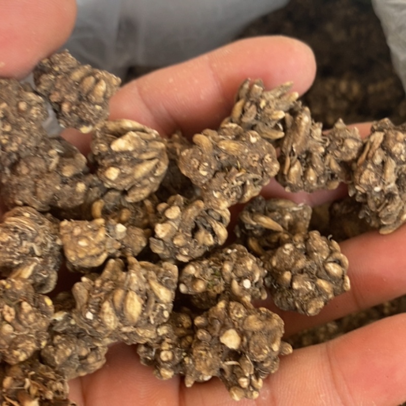 猫爪草，大颗粒