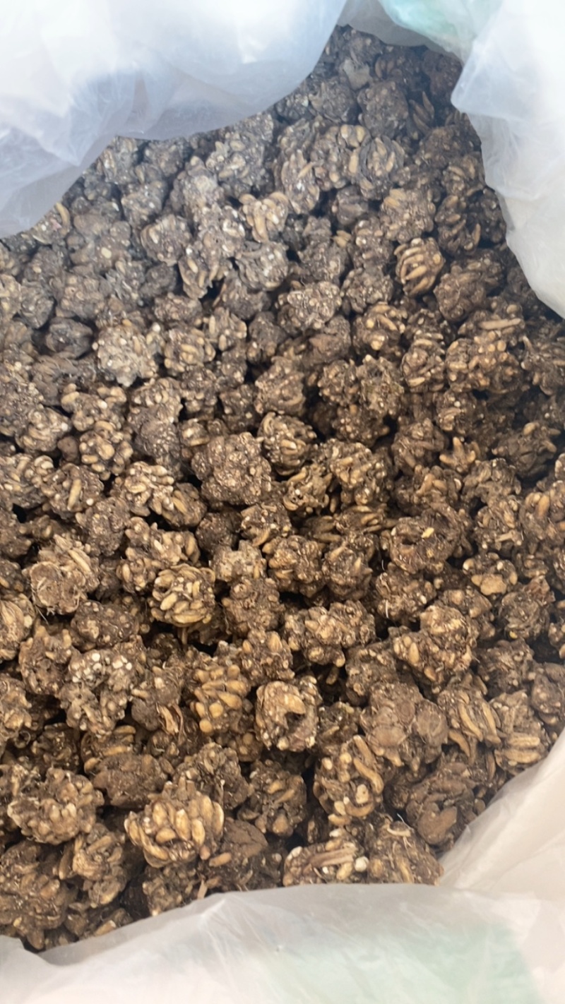 猫爪草，大颗粒