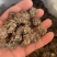 猫爪草，大颗粒
