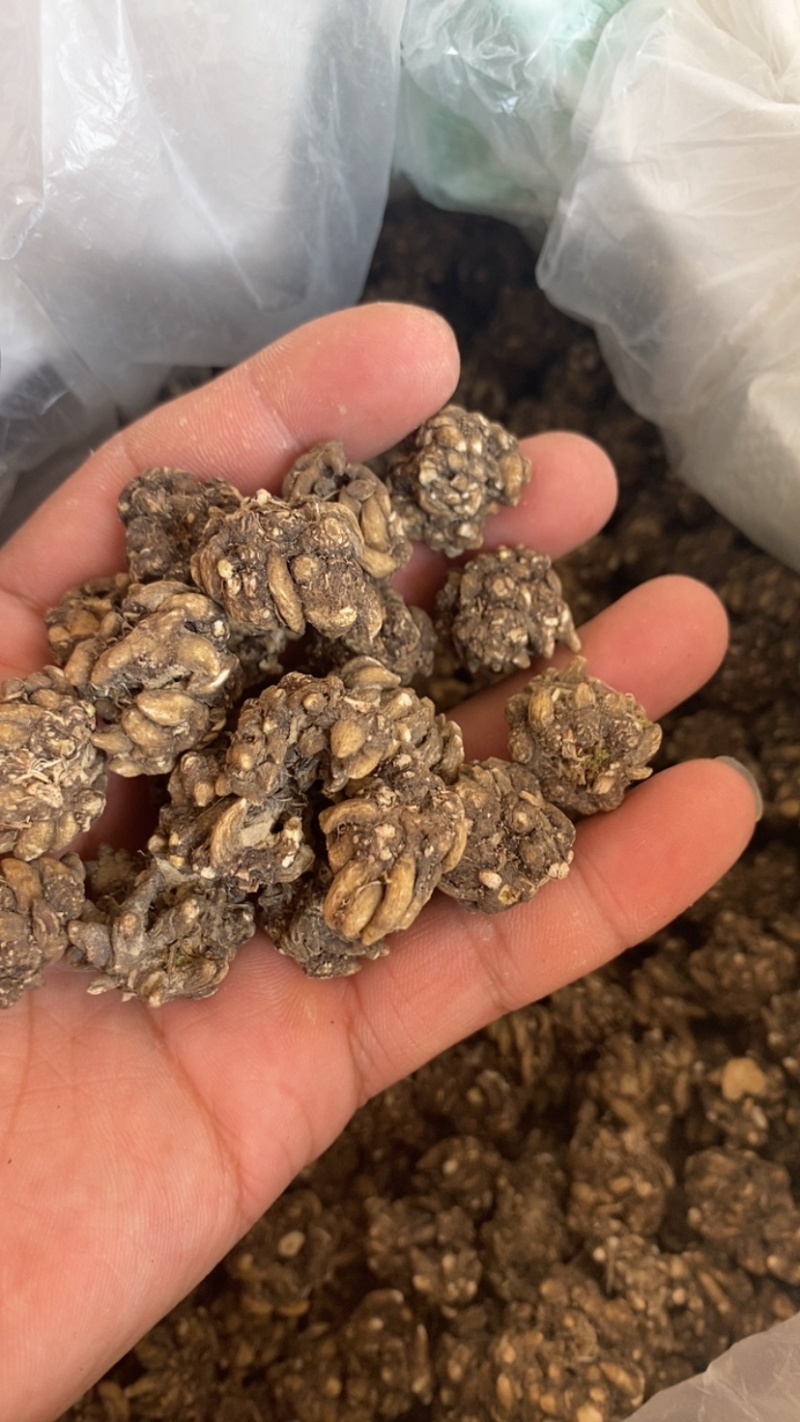 猫爪草，大颗粒