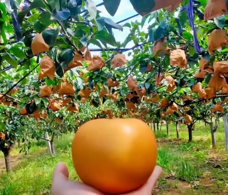 山东秋月梨🍐上市，产地直销，大量出货，恭迎前来采购