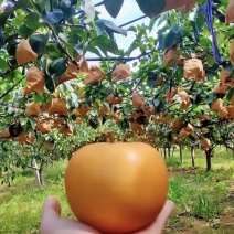 山东秋月梨🍐上市，产地直销，大量出货，恭迎前来采购