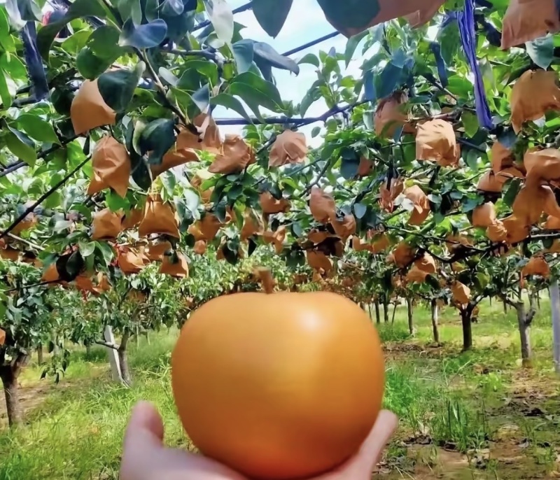 山东秋月梨🍐上市，产地直销，大量出货，恭迎前来采购
