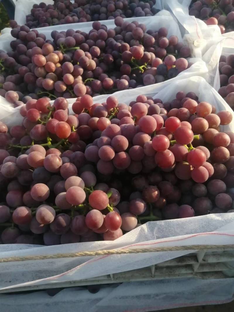 河北威县万亩葡萄园巨峰葡萄大量上市***********