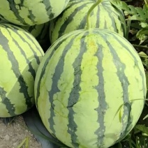 每天新鲜采摘，自己家种植的露天西瓜🍉