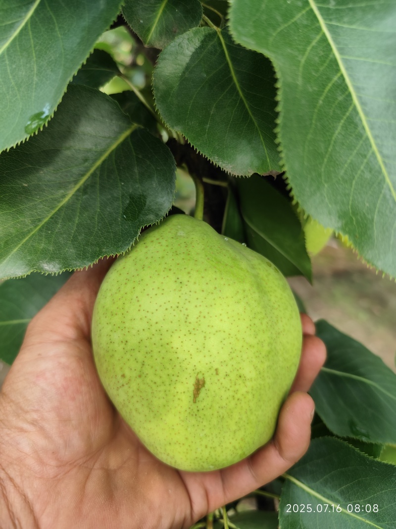 阳信梨早苏梨大量上市头茬二茬自家种植需要的朋友们联系我吧