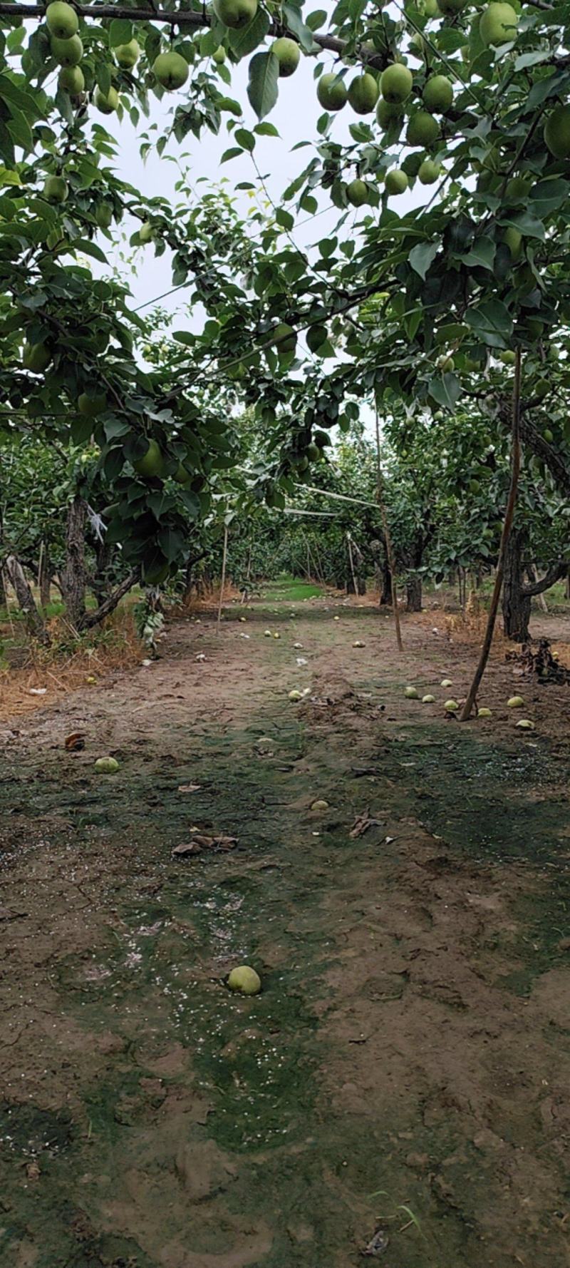阳信梨早苏梨大量上市头茬二茬自家种植需要的朋友们联系我吧