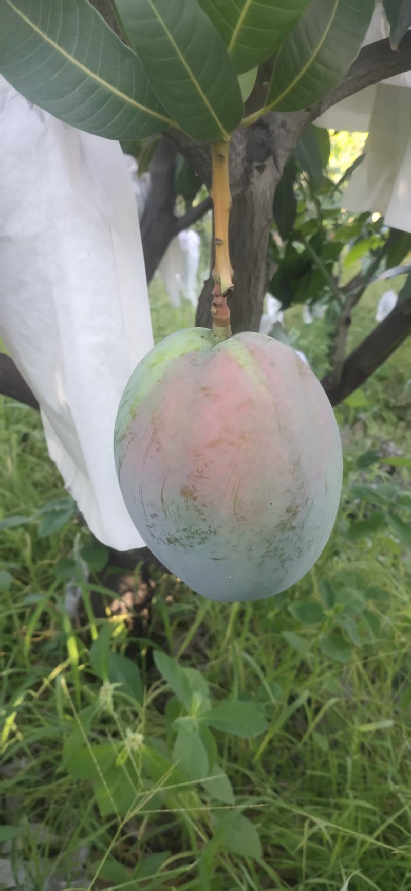 攀枝花凯特芒熟了，欢迎各位老铁前来洽谈，价格美丽，