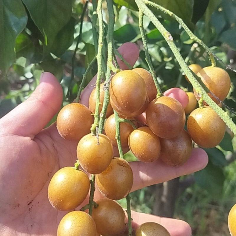 黄皮