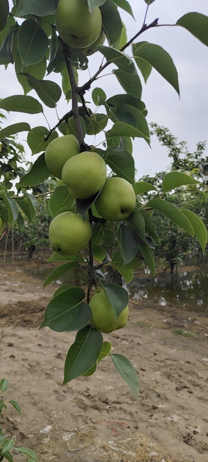 阳信梨早苏梨大量上市头茬二茬自家种植需要的朋友们联系我吧