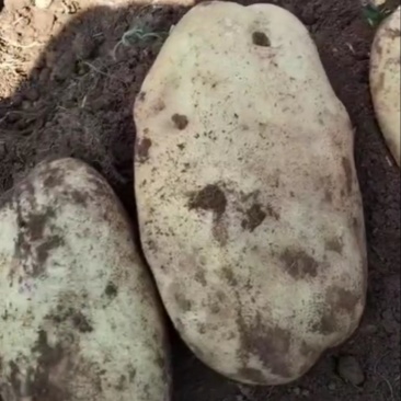 新洋芋