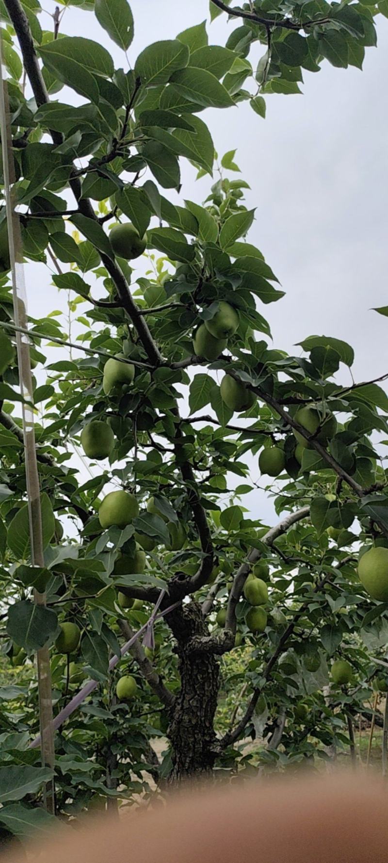 阳信梨早苏梨大量上市头茬二茬自家种植需要的朋友们联系我吧