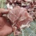 大块精肉