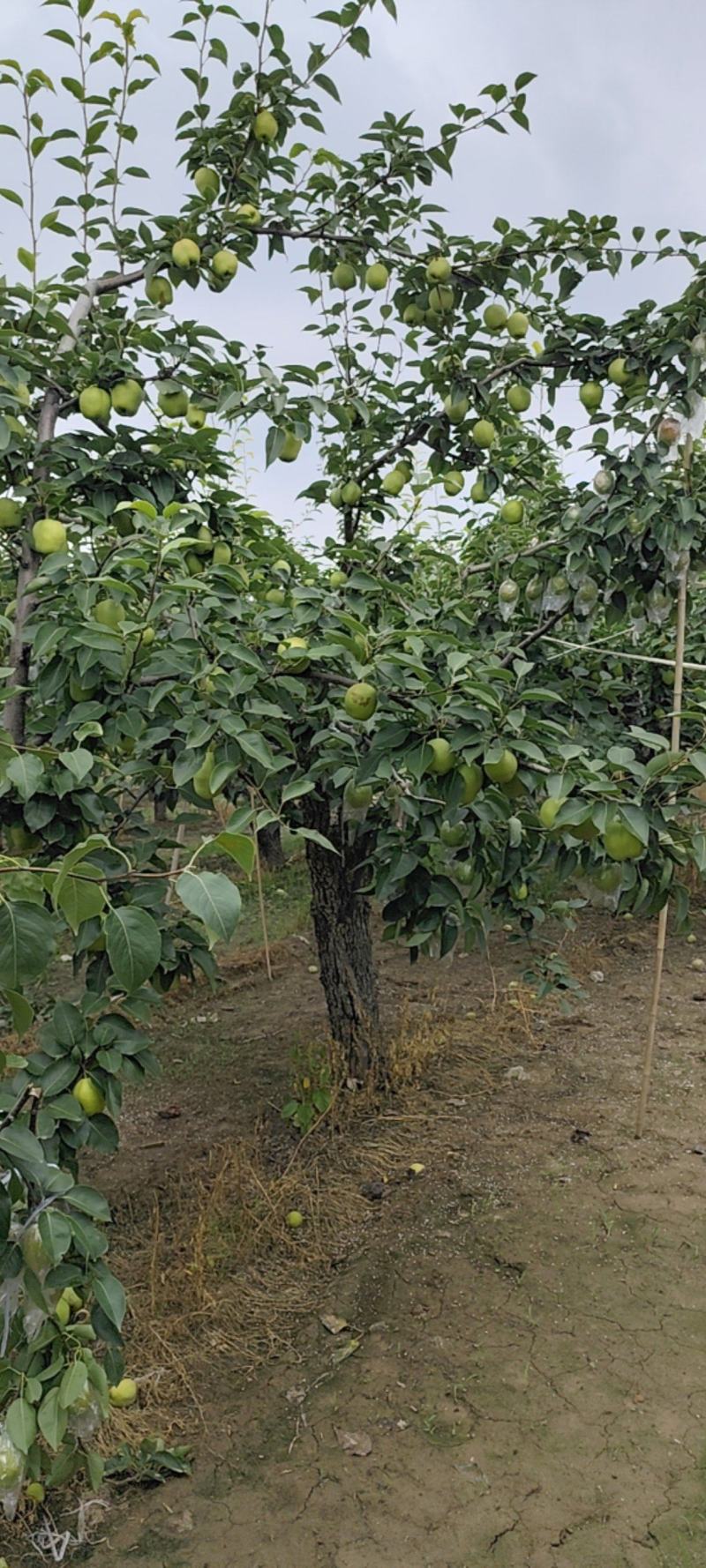 阳信梨早苏梨大量上市头茬二茬自家种植需要的朋友们联系我吧