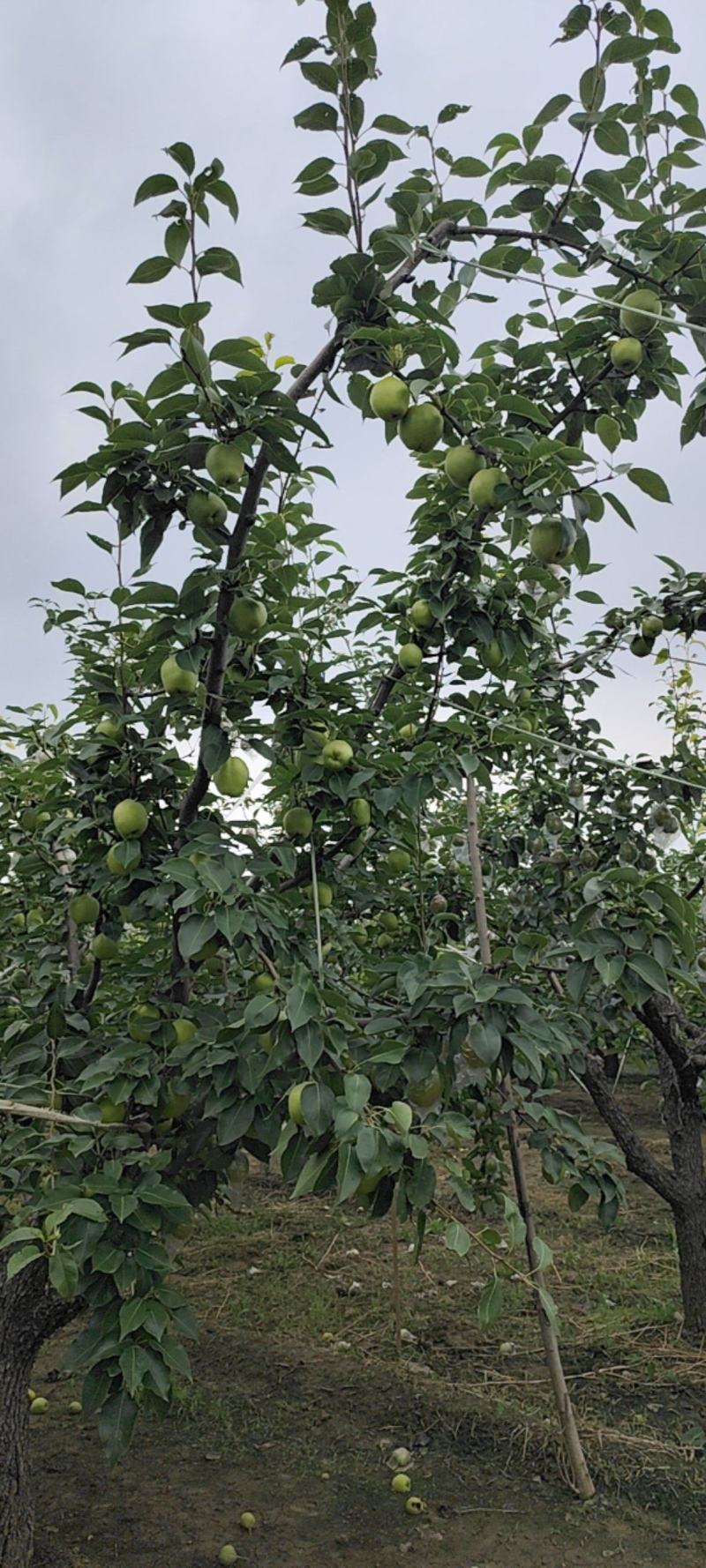 阳信梨早苏梨大量上市头茬二茬自家种植需要的朋友们联系我吧