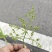 愧花果实