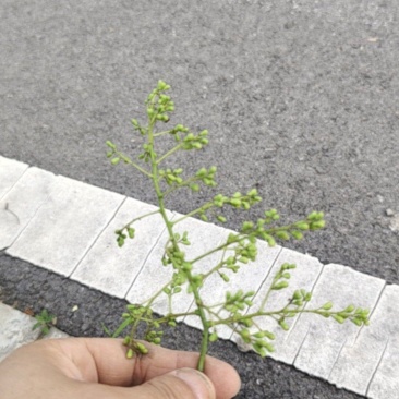 愧花果实