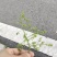 愧花果实