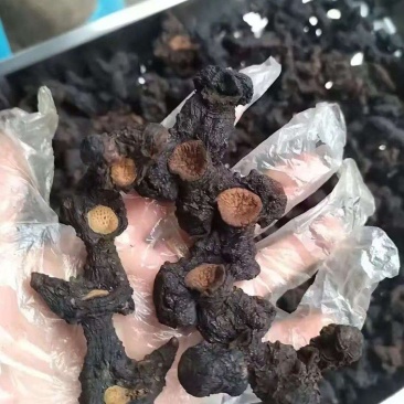 野生九华黄精，整根发货一手货源，可授权九华山黄精