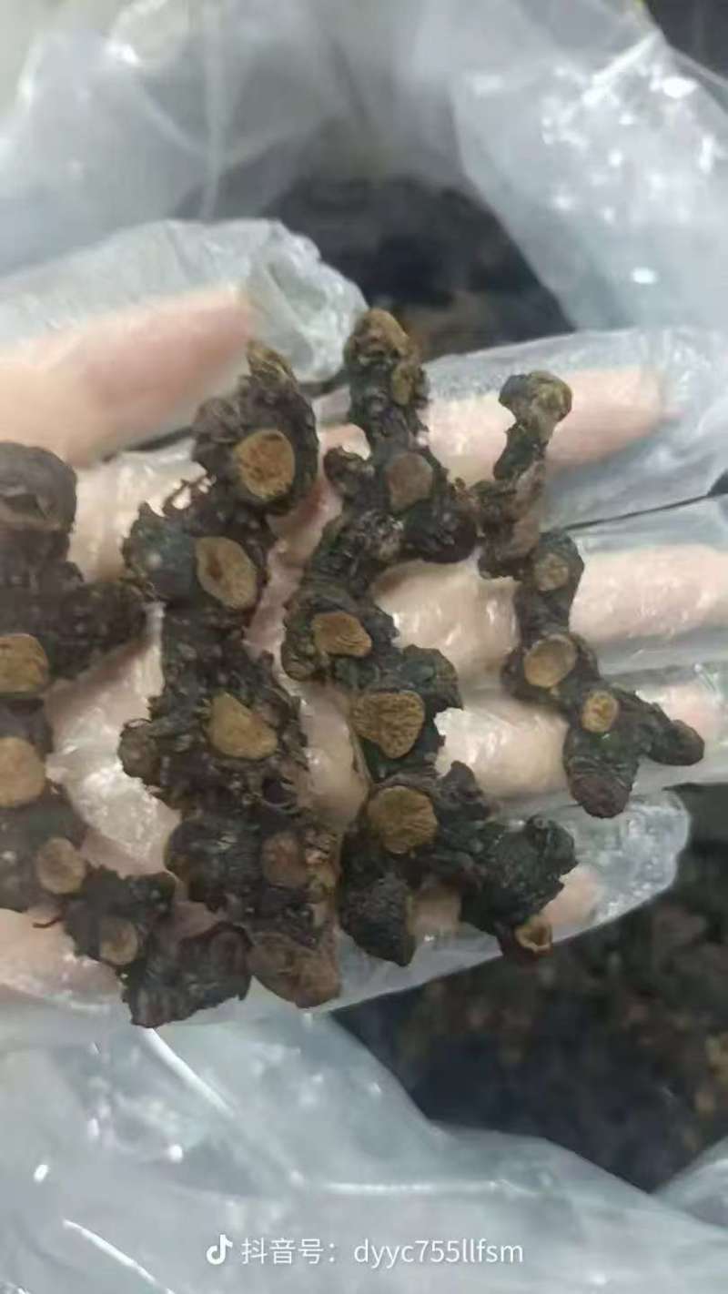 野生九华黄精，整根发货一手货源，可授权九华山黄精