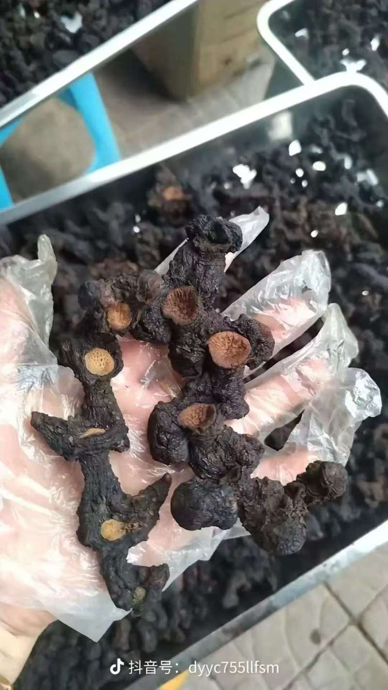 野生九华黄精，整根发货一手货源，可授权九华山黄精