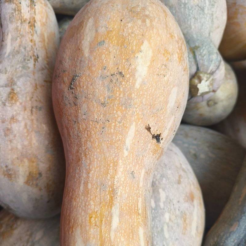 密本南瓜小瓜