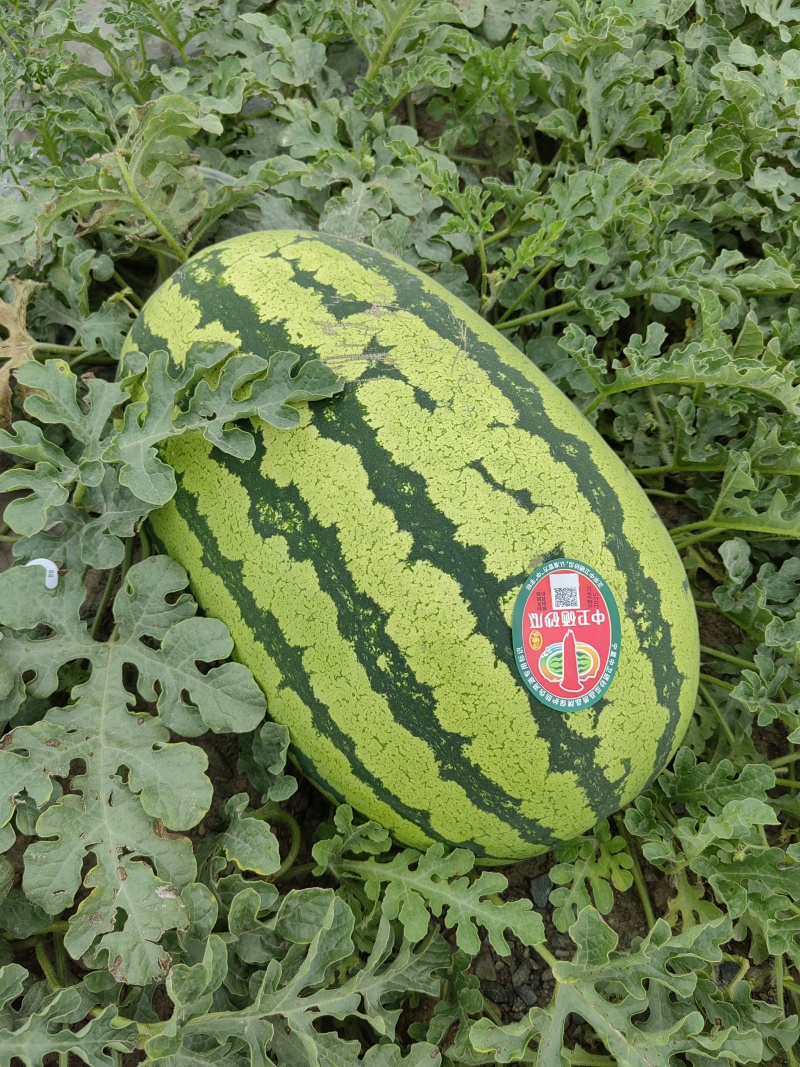 宁夏香山区石头瓜大量有货诚信供应保质保量一手货源