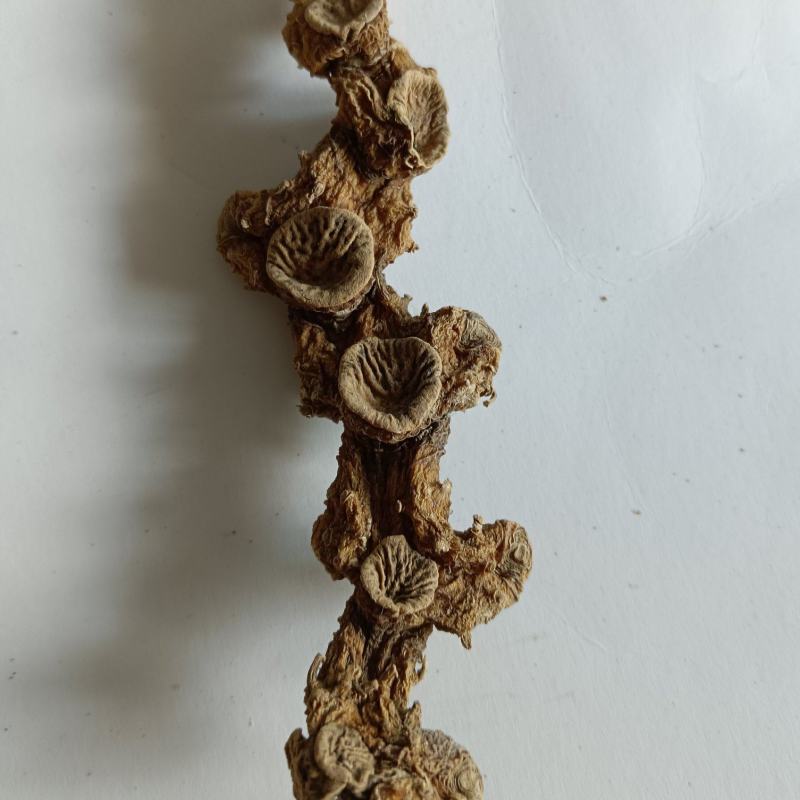 九华山野生黄精干货，一手货源，纯正野生下山货