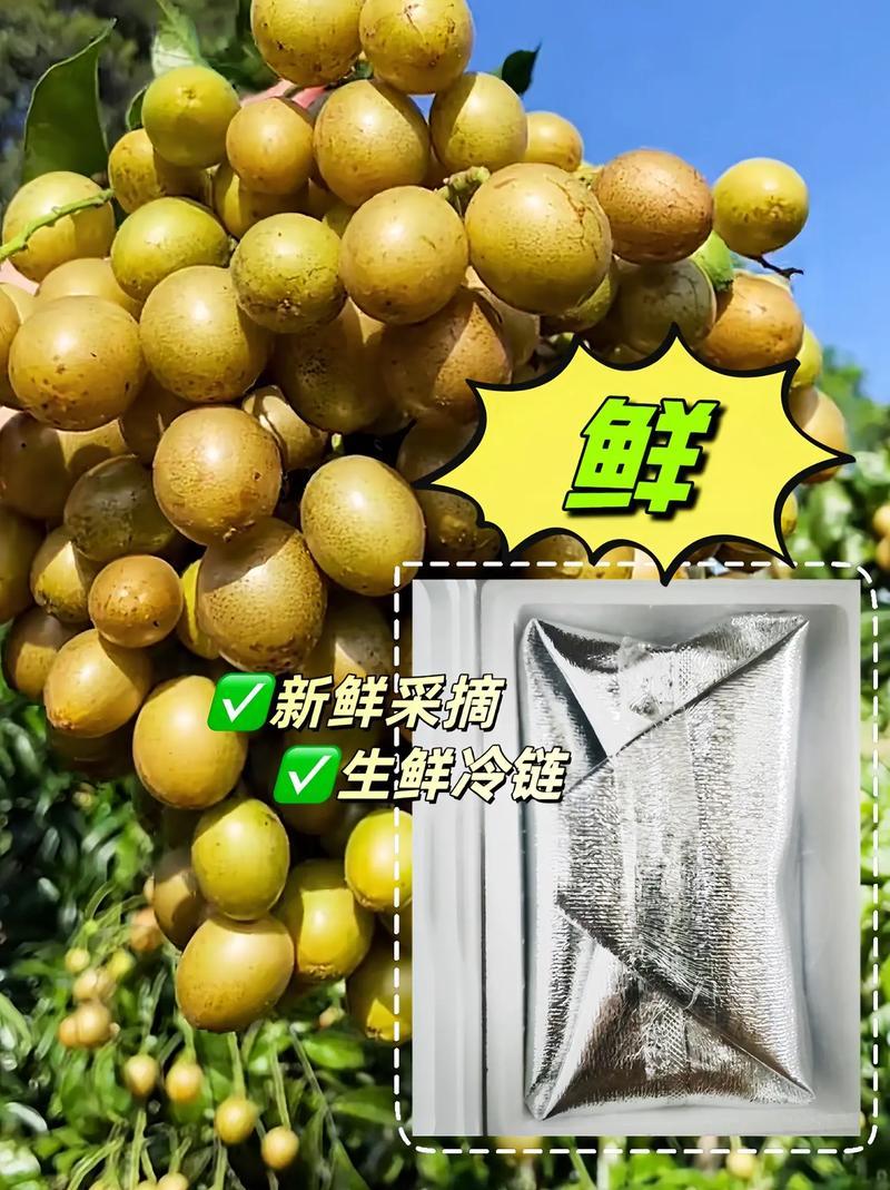 广西鸡心黄皮果当季新鲜现摘皮薄肉厚酸甜可口冷