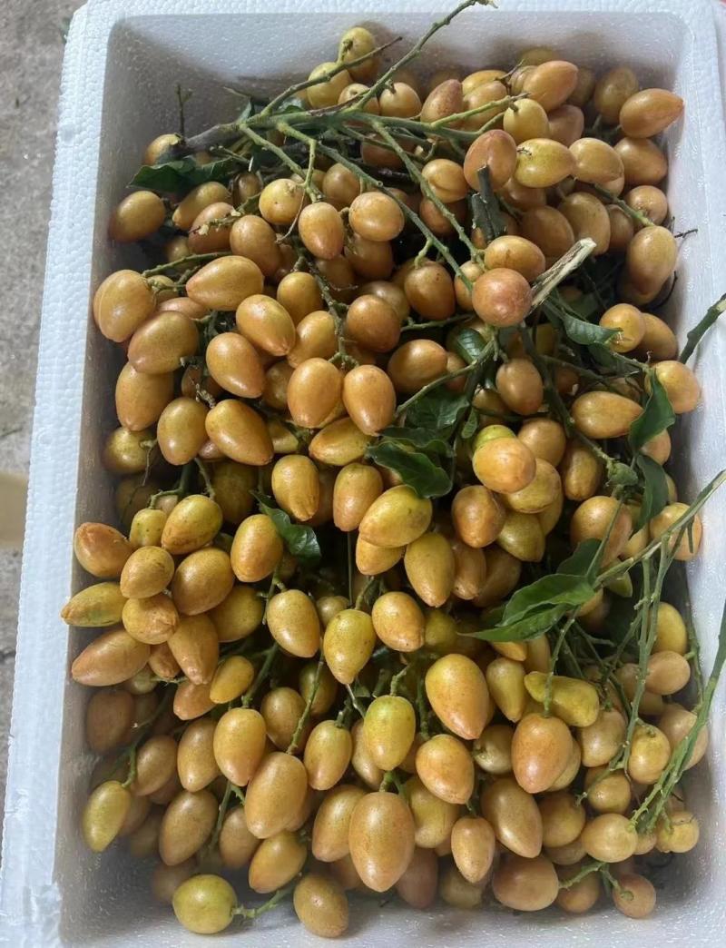 广西鸡心黄皮果当季新鲜现摘皮薄肉厚酸甜可口冷