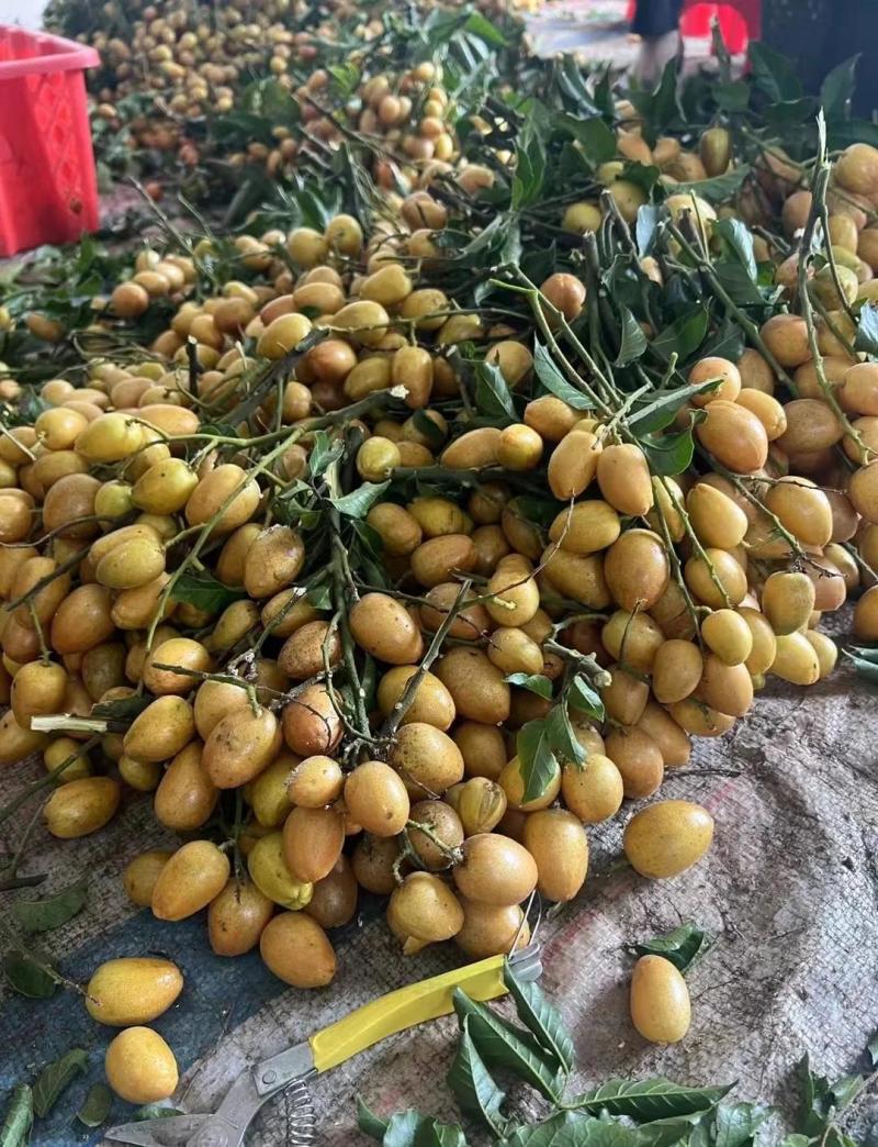 广西鸡心黄皮果当季新鲜现摘皮薄肉厚酸甜可口冷